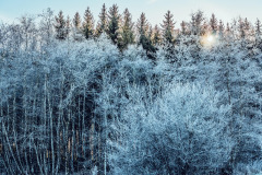 nature-5292766_1280