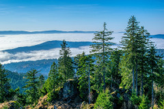 bavarian-forest-6790982_1280