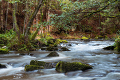 nature-4620560_1280