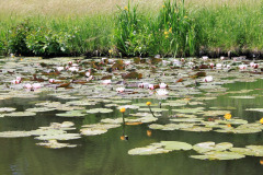 water-lilies-3732908_1280