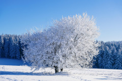 winter-7624034_1280