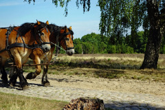 horses-3628030_1280-3