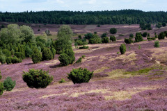 luneburg-heath-346163_1280