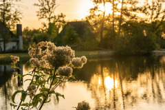 luneburg-heath-3743801_1280