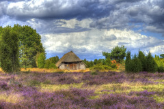 luneburg-heath-431792_1280-2
