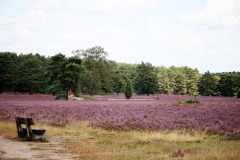 luneburg-heath-4411838_1280