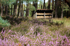 luneburg-heath-4411845_1280