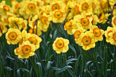 daffodils-3349706_1280