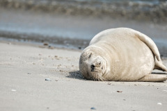 gray-seal-6545932_1280