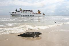 seal-5511326_1280