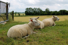 sheep-4951193_1280