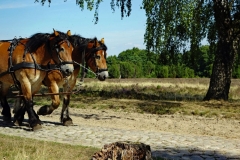 Lueneburger-Heide-Pferde-Pixabay