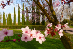 loggawiggler-almond-blossom-5287