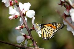 monarch-butterfly-1537038-1920