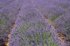 lavender-2727284_1280