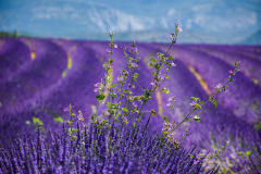 lavender-3764937_1280