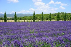 lavender-field-1595580_1280