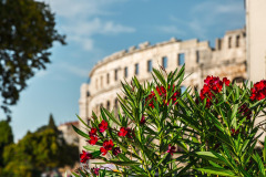 mr_who-pula-3360670_1280