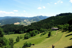pixabairis-black-forest-526212_1920