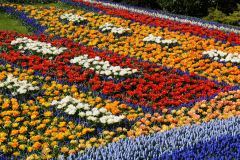 a-colorful-flower-bed-g7e8548e8a_1920