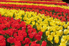 tulips-gc579bf25d_1920