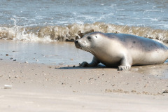 gray-seal-6545588_1280